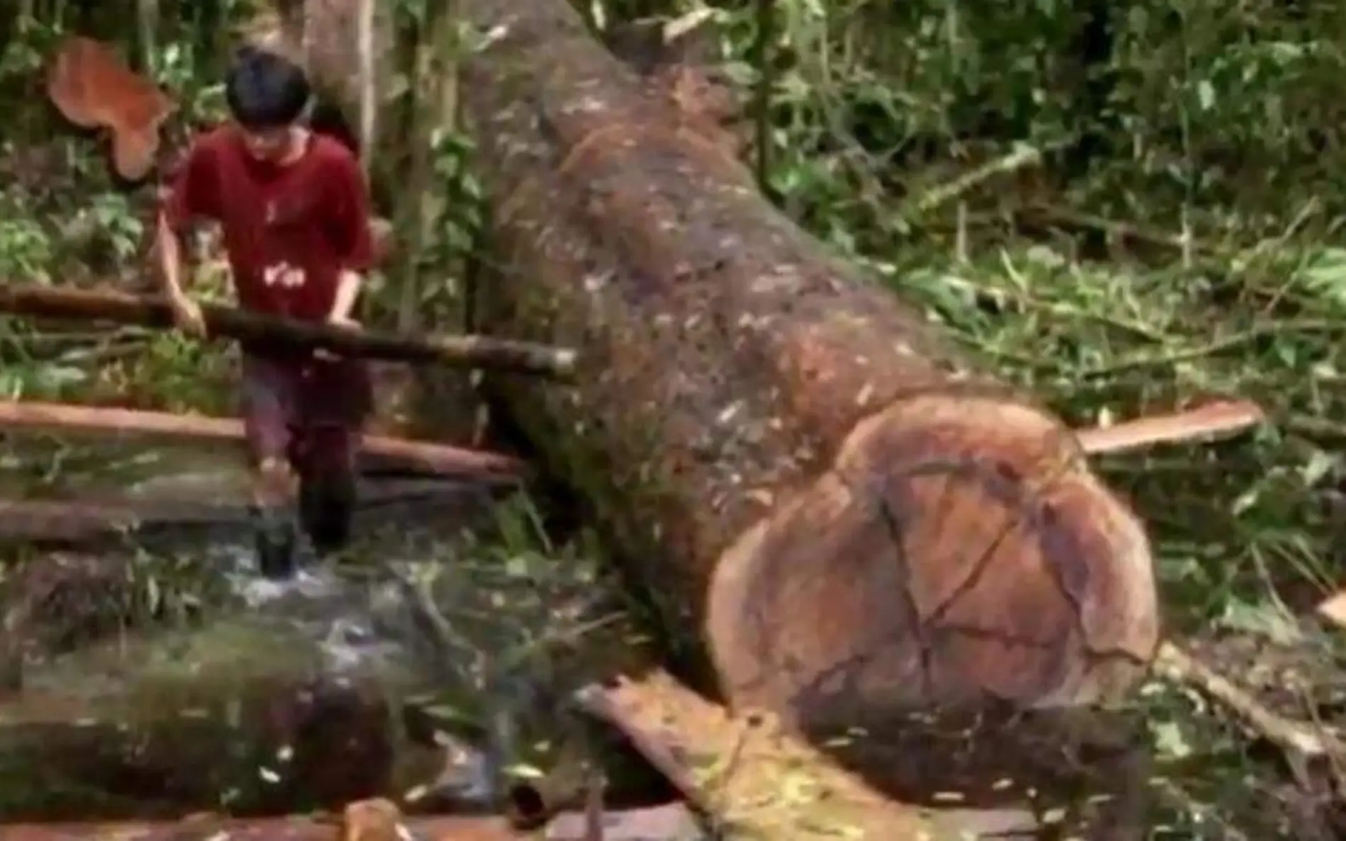 Tala de árboles en Altos de Chiapas